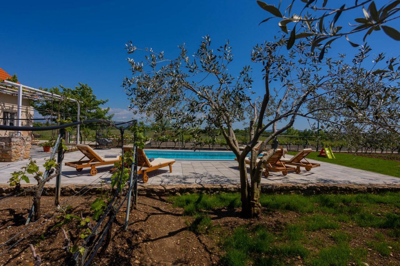 House Olive Tree *